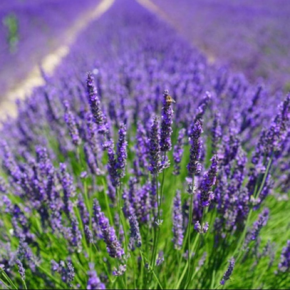 Meet your Posher, Elicia